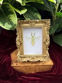 ORNATE PRAYING MANTIS