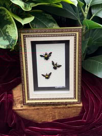 VICTORIAN STYLE CARPENTER BEES