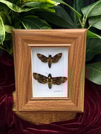 Image 1 of WOOD FRAMED DEATH HEAD MOTHS
