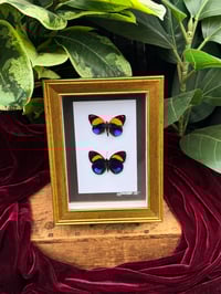 GOLD FRAMED AEGINA NUMBERWING BUTTERFLIES