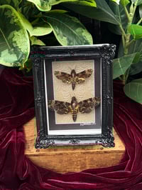 Image 1 of BLACK ORNATE DEATH HEAD MOTHS