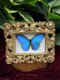ORNATE BLUE MORPHO BUTTERFLY