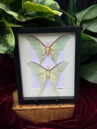 LUNA MOTH DUO