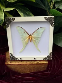 8X8 LUNA MOTH 