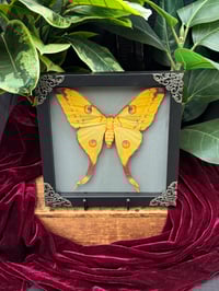 MADAGASCAR MOON MOTH - FEMALE 