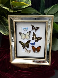 THE BUTTERFLY GARDEN