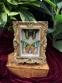 ORNATE MADAGASCAN SUNSET MOTHS