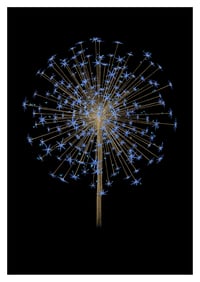 Image 1 of Fleur de Vie 'Midnight Blue'