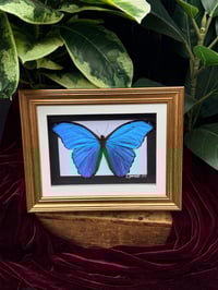 BLUE MORPHO BUTTERFLY 