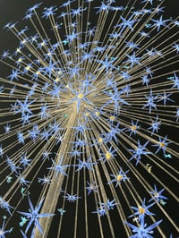 Image 2 of Fleur de Vie 'Midnight Blue'