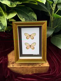 GLASSWING BUTTERFLY DUO