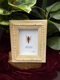 WOODEN FRAMED CAMEL SPIDER 