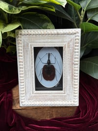 WOODEN FRAMED VIOLIN BEETLE