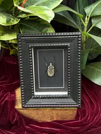 BLACKOUT GOLIATH BEETLE