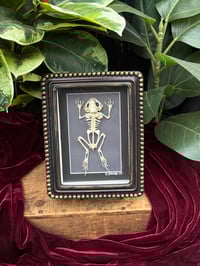 BLACK & GOLD FROG SKELETON