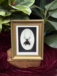 TUFTED LONGHORN BEETLE