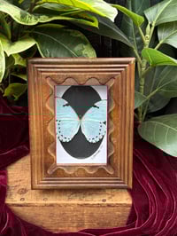 MINT MORPHO BUTTERFLY