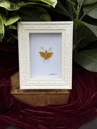 BANDED FLOWER MANTIS - WHITE