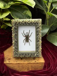 ORNATE FRAMED TARANTULA