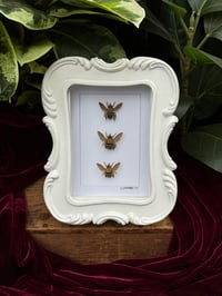 GOLDEN CARPENTER BEES