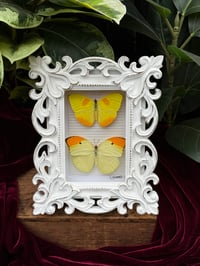 WHITE ORNATE FRAMED BUTTERFLIES