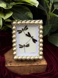 GOLD BUBBLED DAMSELFLIES 