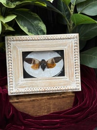 WOODEN FRAMED CICADA