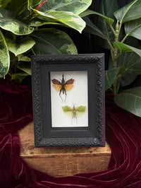 BLACK GRASSHOPPER DUO