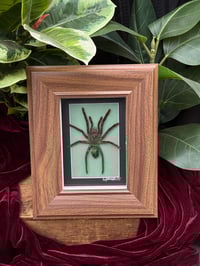 WOODEN FRAMED TARANTULA 
