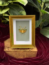 BANDED FLOWER MANTIS - GREEN