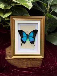 BLUE EMPEROR SWALLOWTAIL 