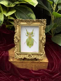 ORNATE LEAF INSECT