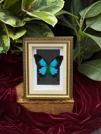 GOLD FRAMED BLUE EMPEROR BUTTERFLY 