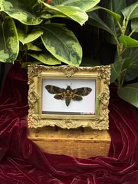 Image 1 of GOLD ORNATE FRAMED DEATH HEAD MOTH