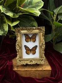 ORNATE FRAMED MONARCH BUTTERFLY DUO