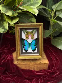 MADAGASCAN SUNSET MOTH / BLUE EMPEROR SWALLOWTAIL 