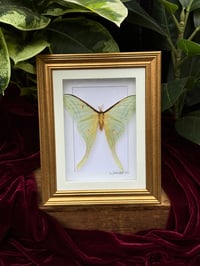 GOLD FRAMED LUNA MOTH 