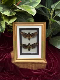 Image 1 of DOUBLE DEATH HEAD FRAME 