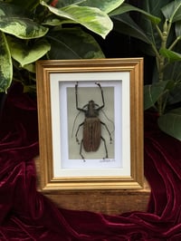 GIANT LONGHORN BEETLE