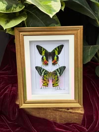 GOLD - MADAGASCAN SUNSET MOTHS