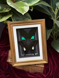 BLACK - BUTTERFLY DUO