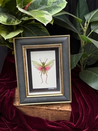 FRAMED GRASSHOPPER FAIRY 