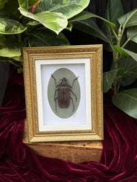 GOLD ORNATE LONGHORN BEETLE