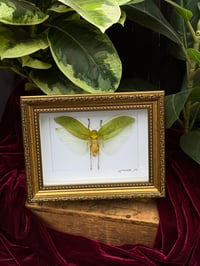 GOLD FRAMED KATYDID 