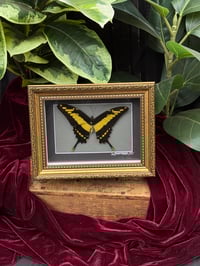 FRAMED KING SWALLOWTAIL