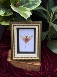 VICTORIAN STYLE FRAMED GRASSHOPPER 