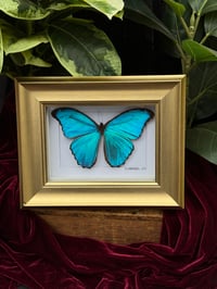 CHUNKY GOLD FRAMED BLUE MORPHO BUTTERFLY