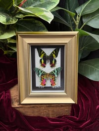 CHUNKY GOLD FRAMED SUNSET MOTHS