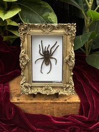 ORNATE "SKIWAMPUS" TARANTULA 