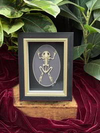 BLACK / GOLD FROG SKELETON